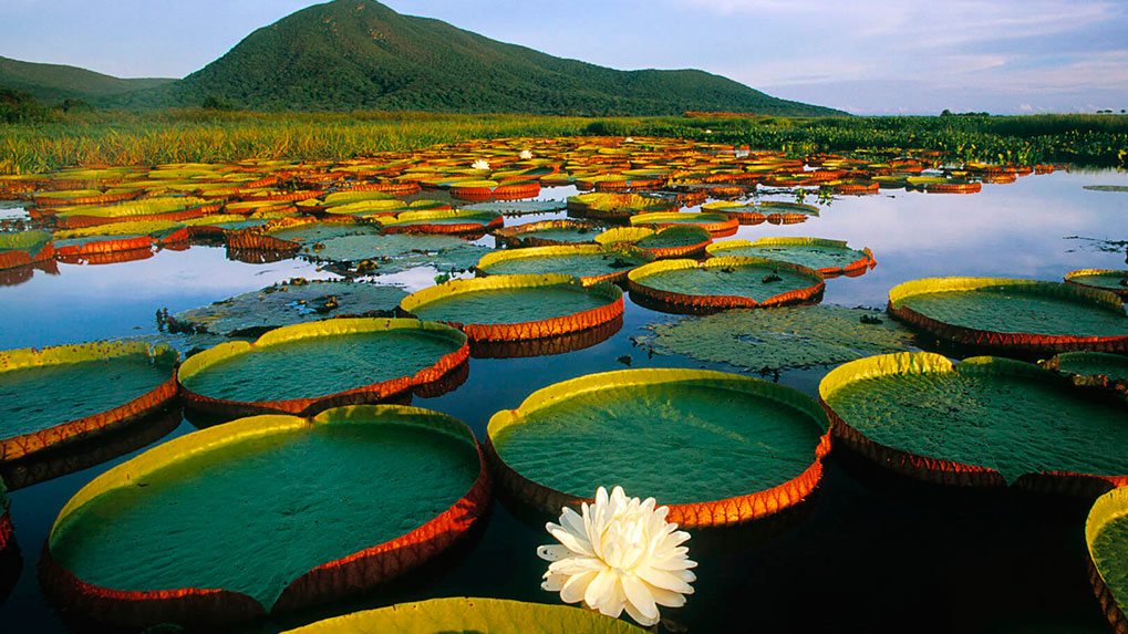 Pantanal Sul-Mato-Grossense